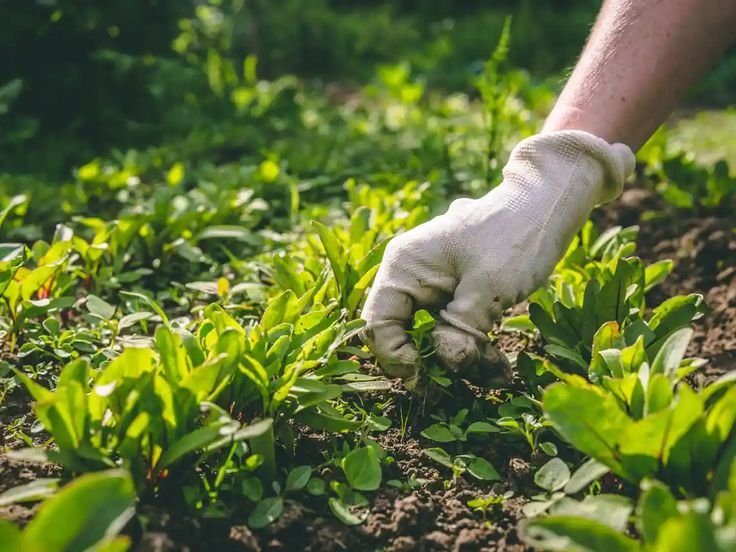 Six easy ways to start organic gardening